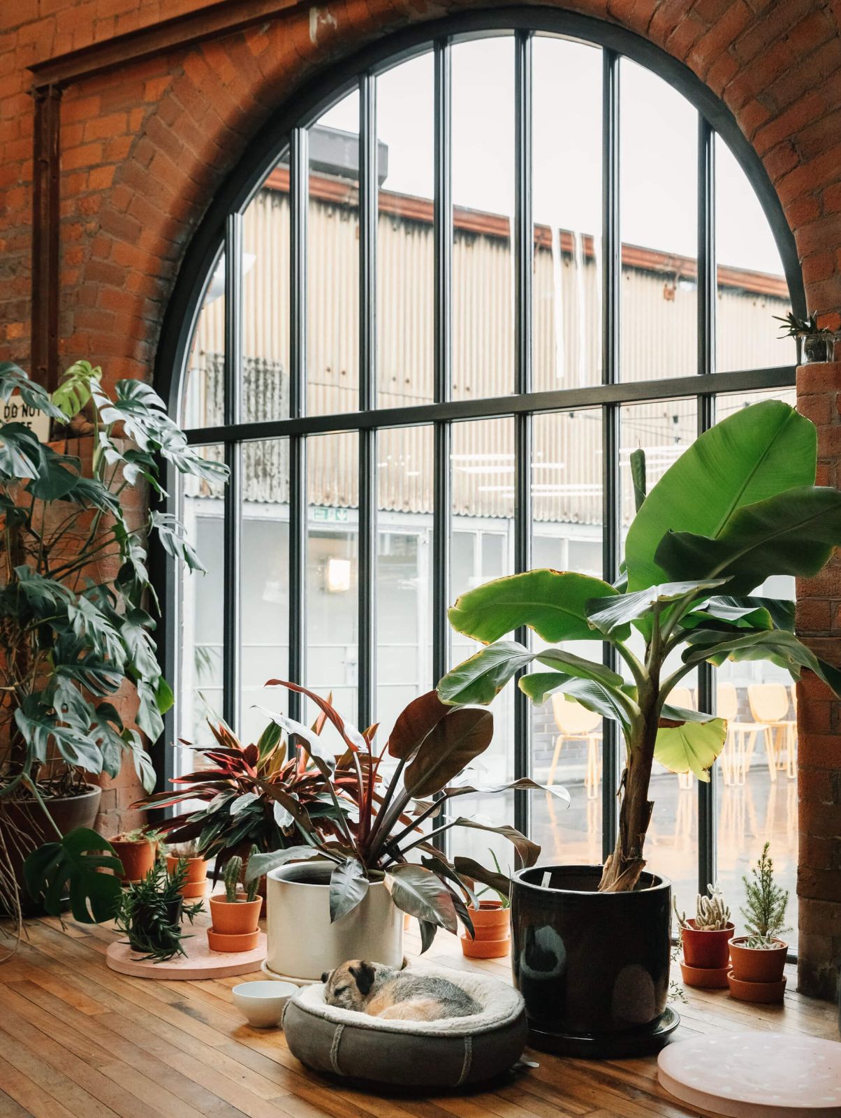 Large arched window inside an old redbrick building with large houseplants and a dog curled up in a dog bed at the 93 studio 